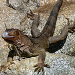 Thumbnail Photo for the Bonaire and Aruba Gallery.